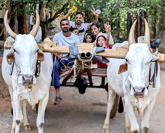 Bullock cart ride